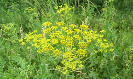 Wild Parsnip