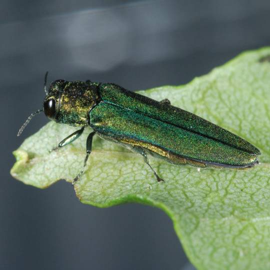 EAB