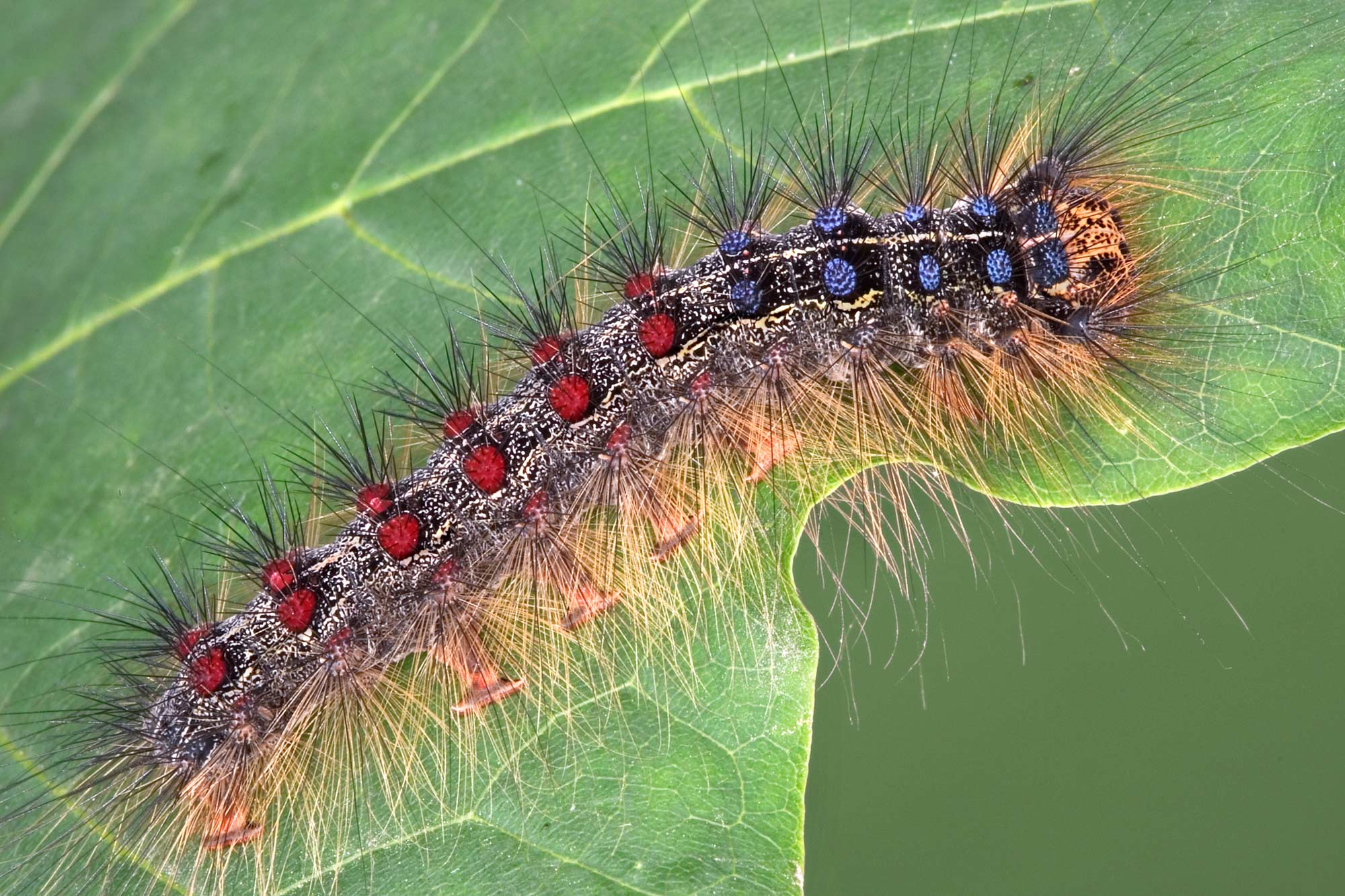 spongy moth