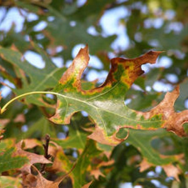 oak wilt