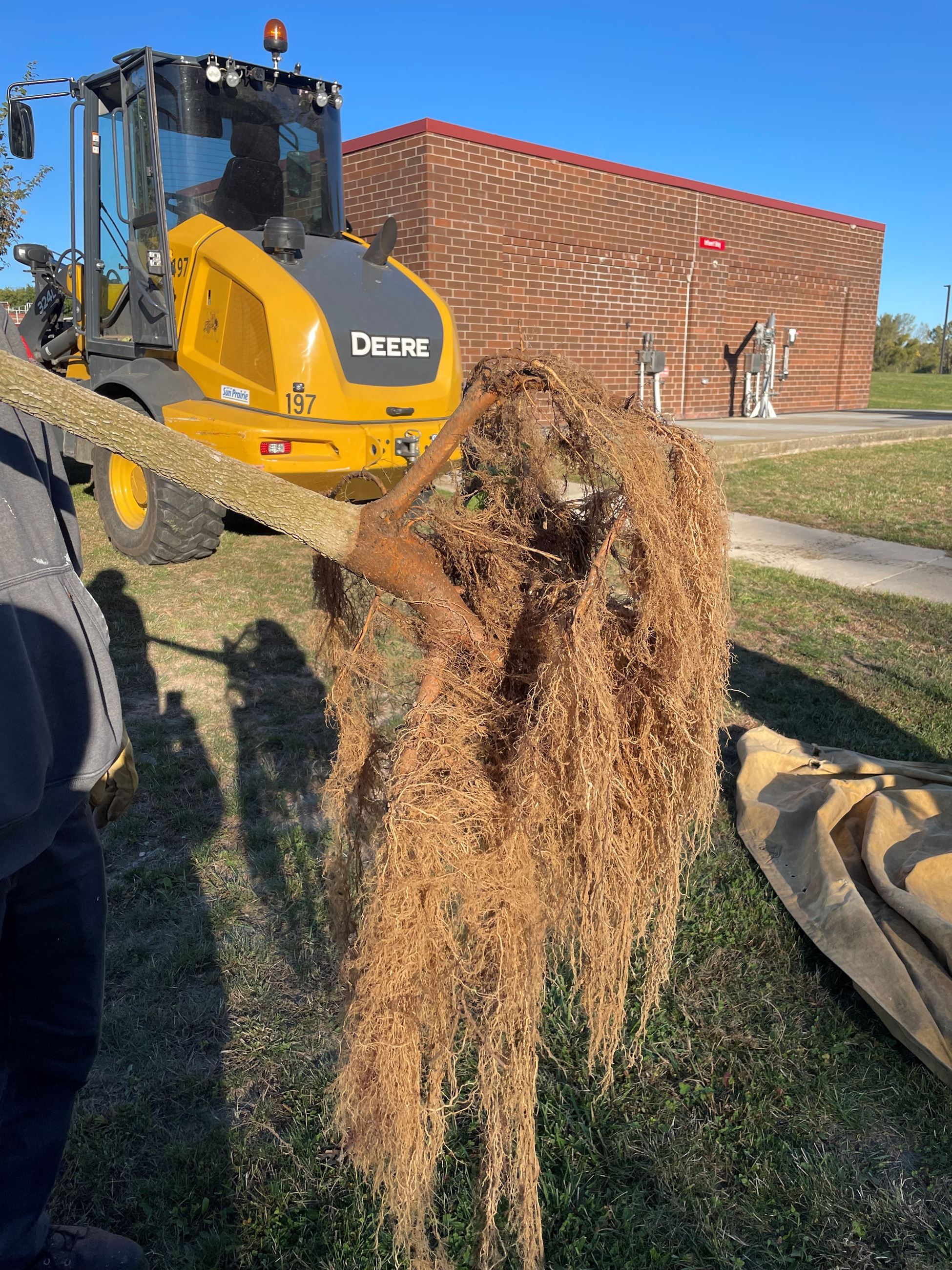 root mass of  a tree